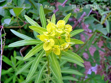 五虎下山草藥|阿草伯藥用植物園: 民間草藥(137) 五虎下山